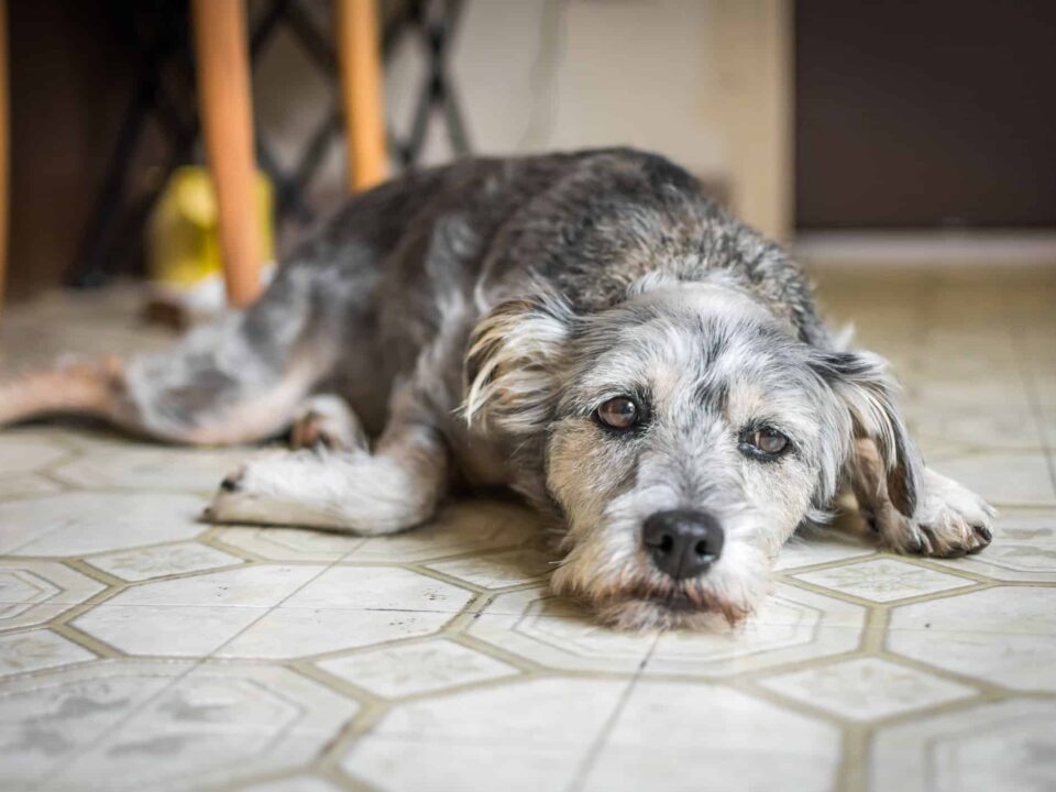 Depressed Pet
