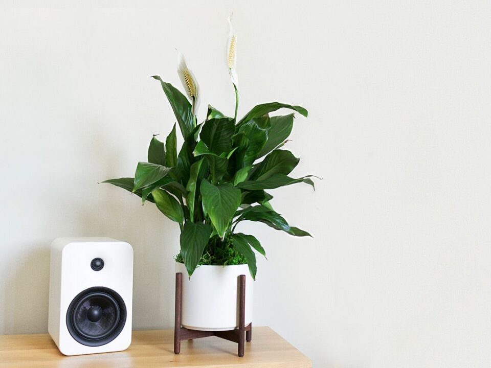 Peace Lily