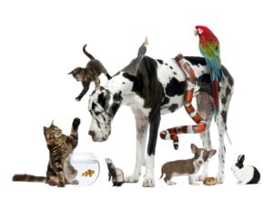 pets