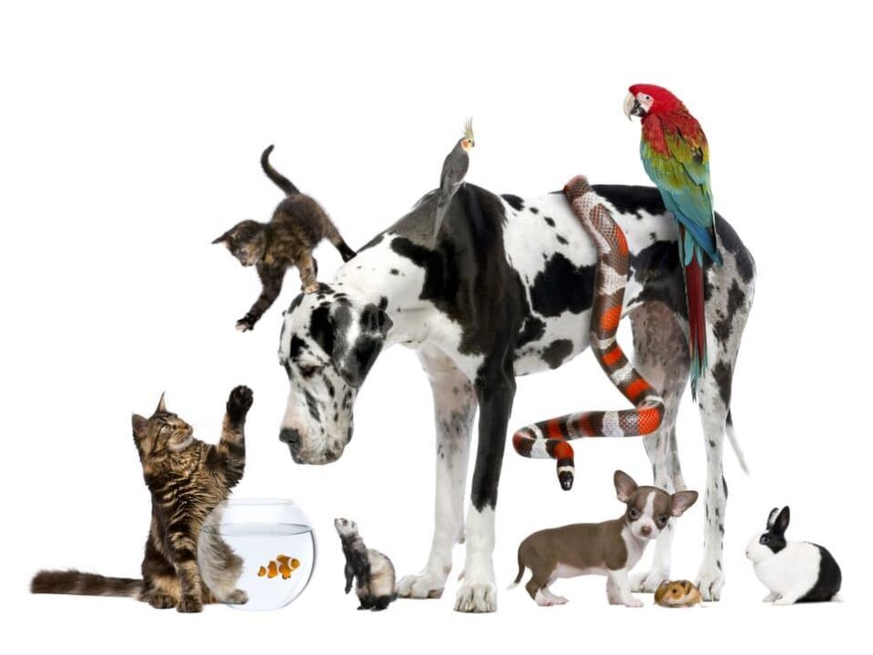 pets