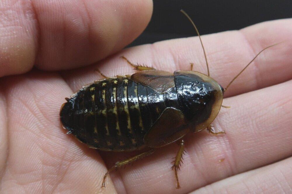 How to Start a Dubia Roach Colony at Your House?