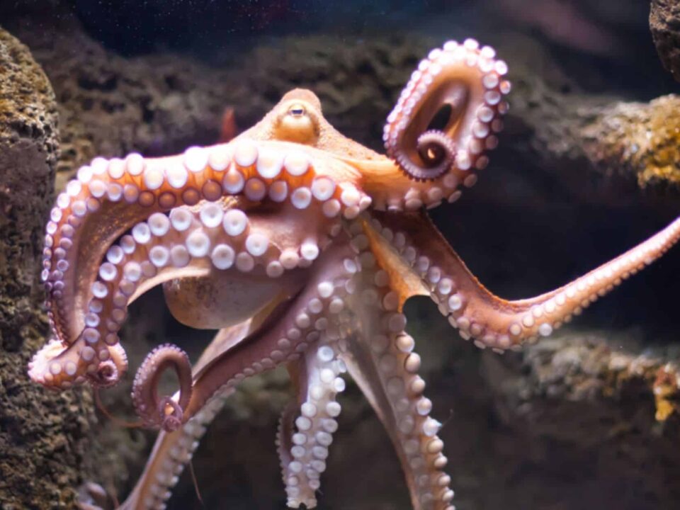 Arm of the Octopus