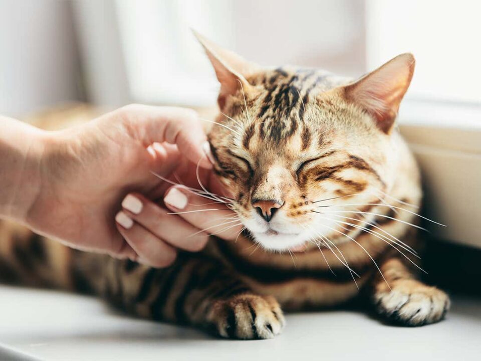 Cats Purr