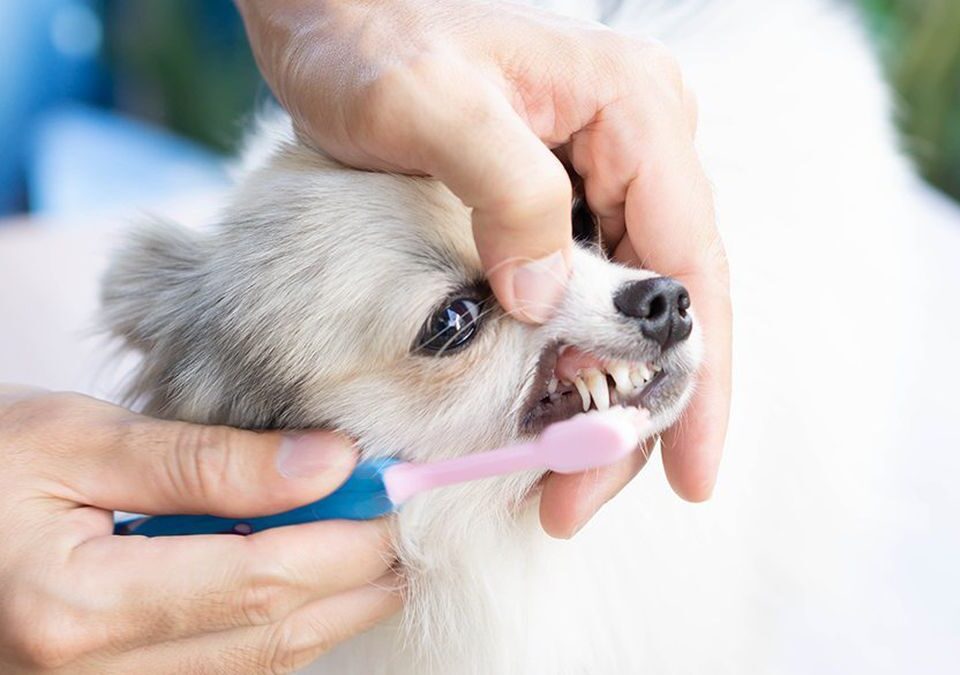 Dog Toothpaste