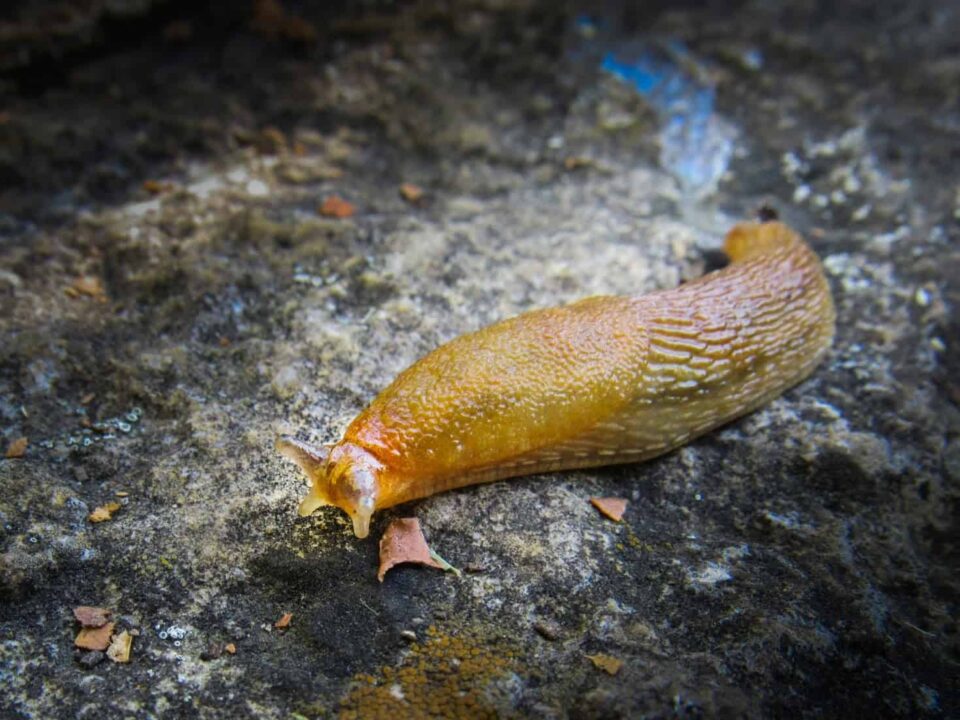 Slime of Slug