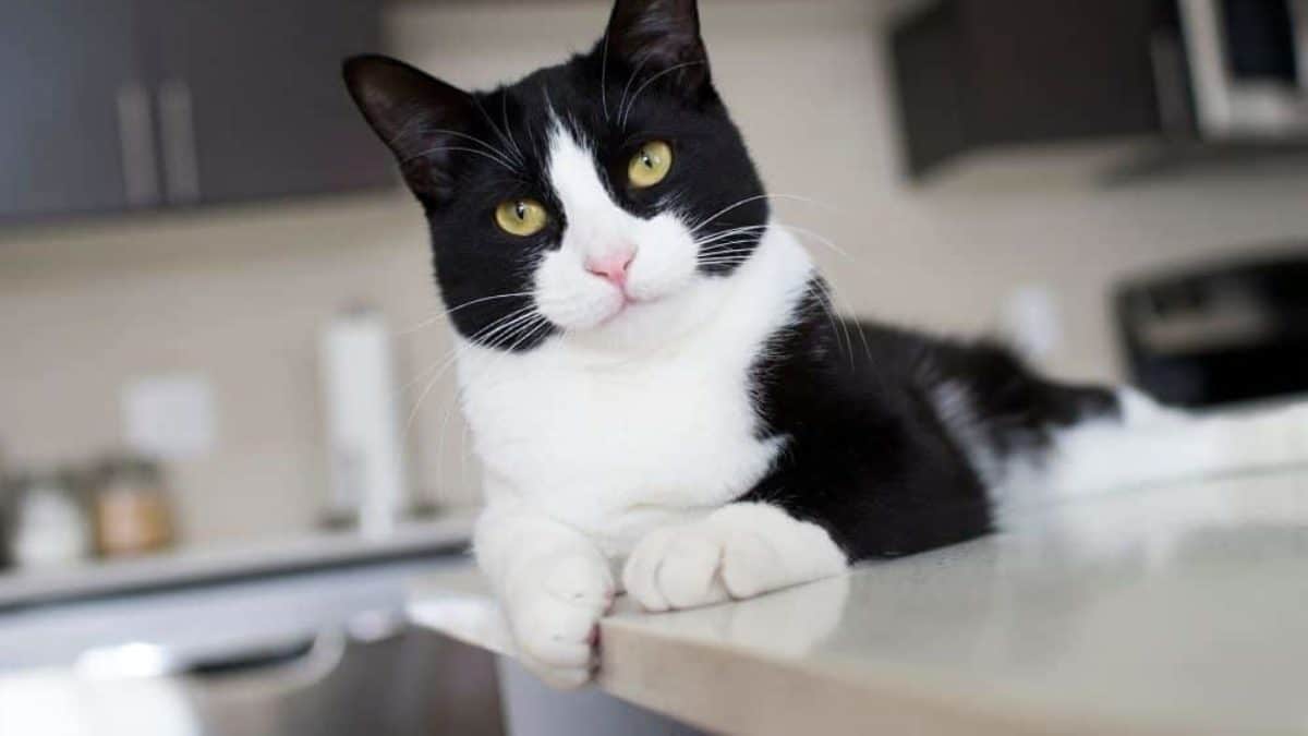 Why Tuxedo Cats Are the Classiest Option?