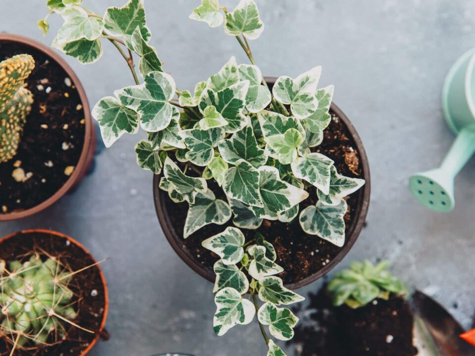 Ivy Plant Types