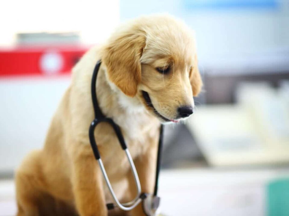 Pet Therapy