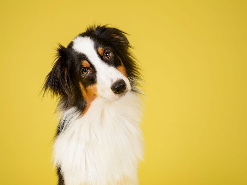 dna test on dogs
