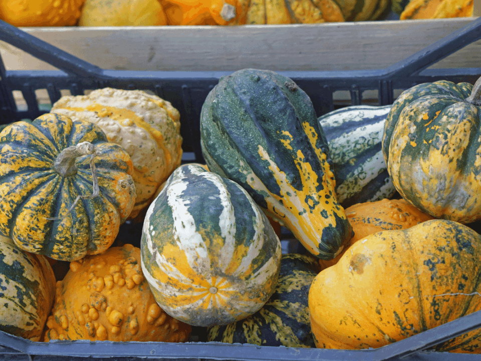Difference Between Pumpkin and Squash