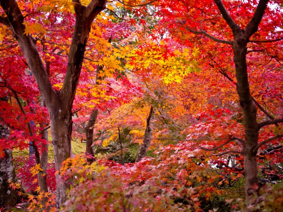 Different Types of Maple Trees