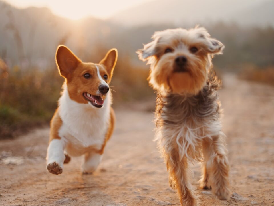 American Dog Breeds