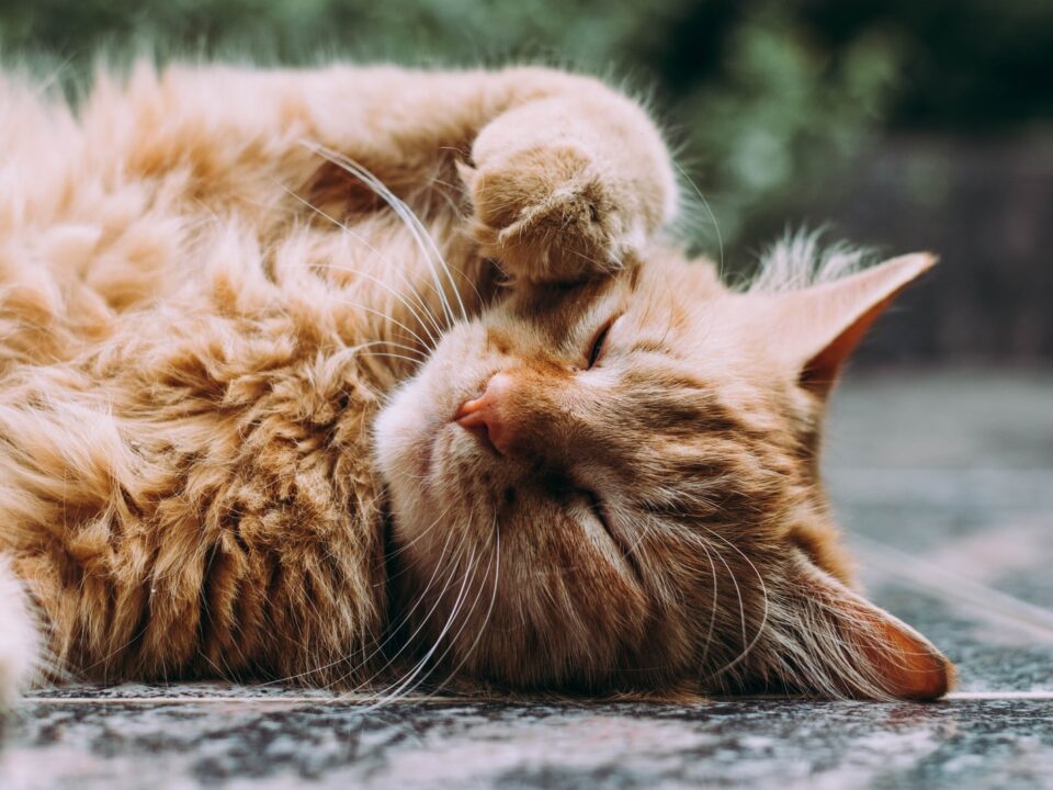 Cat Owner