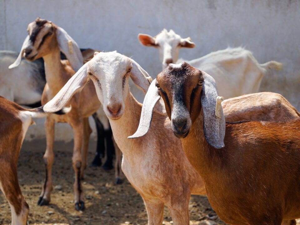 Different Types of Goat Breeds