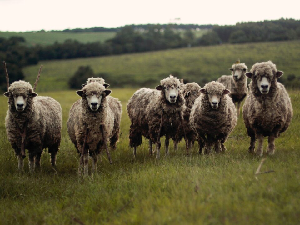 Different Types of Sheep
