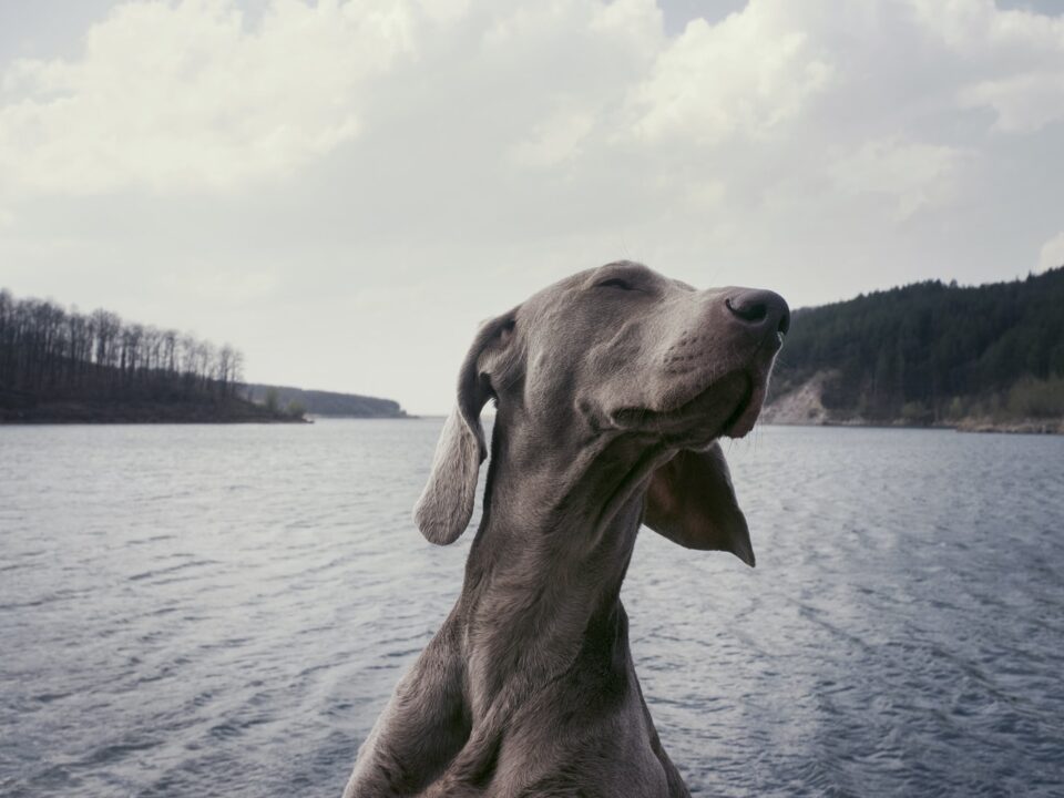 Fastest Dog Breeds