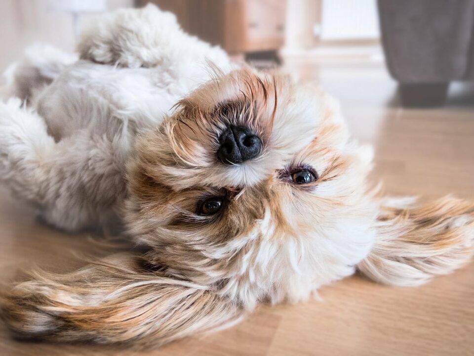 Smartest Dog Breeds Most Intelligent Dog Breeds