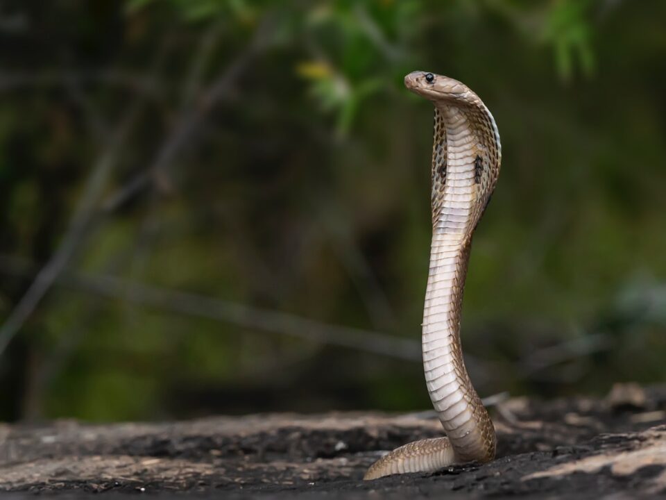 Most Venomous Snakes