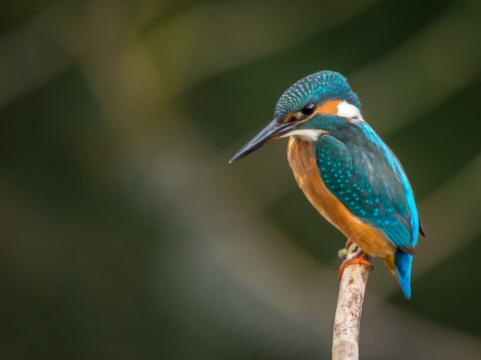 Should You Feed Your Pet Bird Dried Mealworms