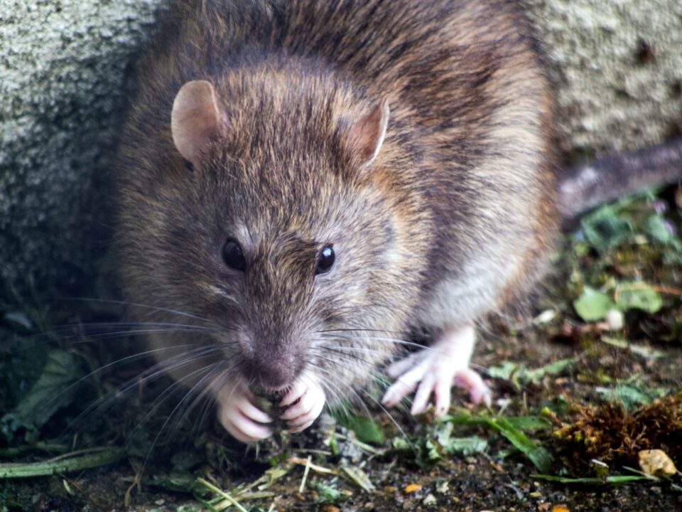 Toxic and Safe Woods for Rats