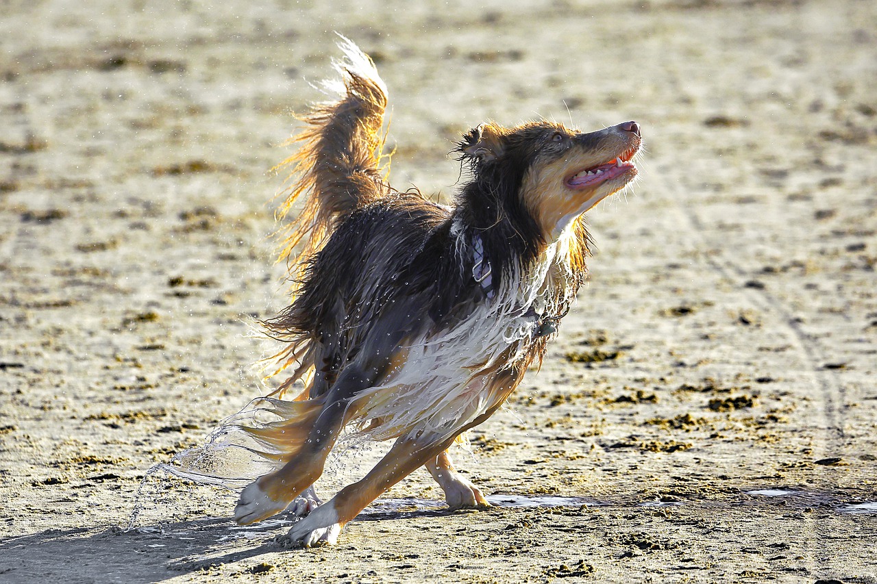 Australian Dog Breeds