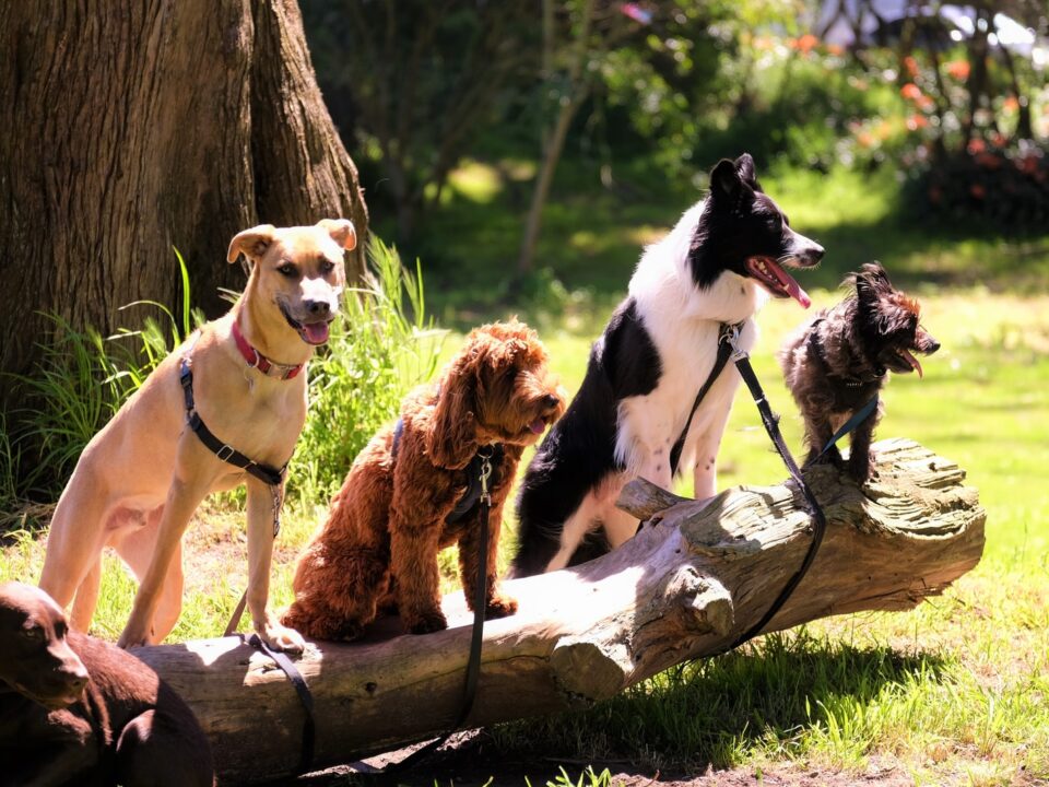 Dog Breeds for Lazy or Busy People