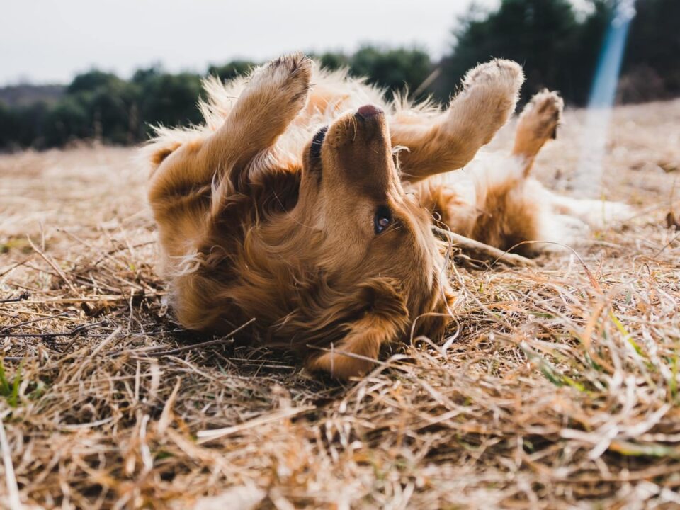Dog Breeds With the Longest Lifespan