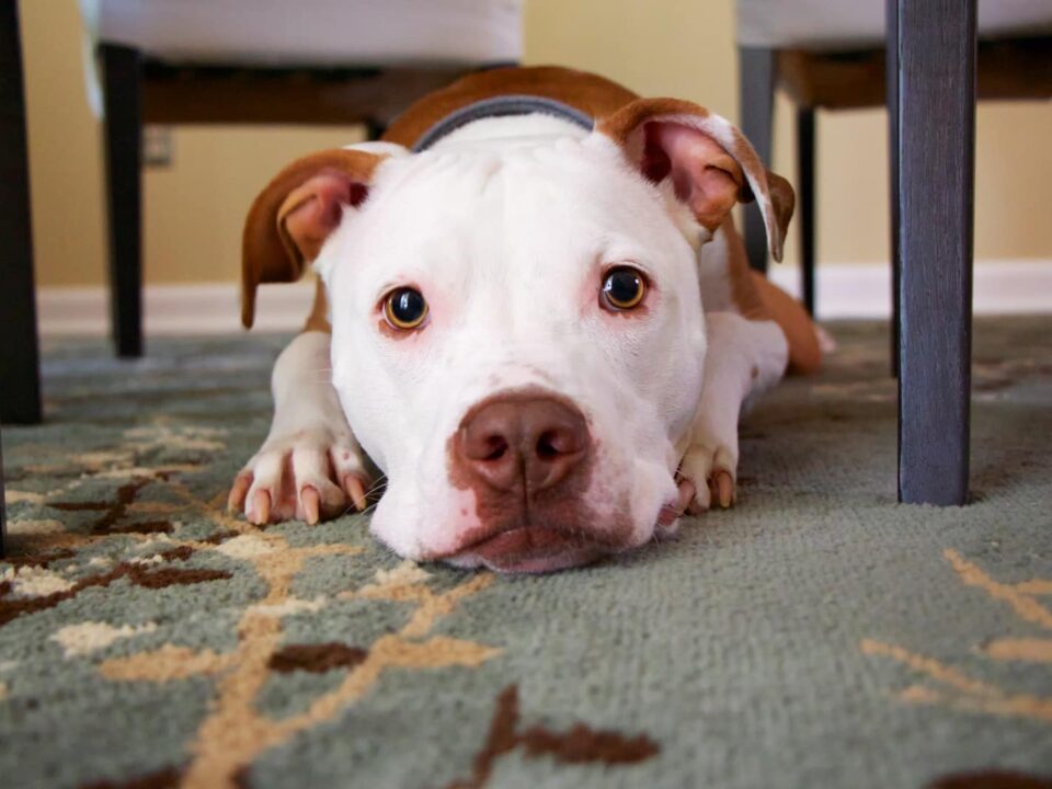 Free Apps for Dog Owners