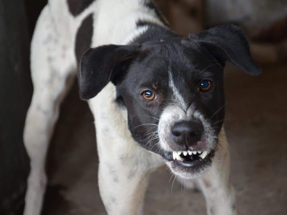 Most Aggressive Dog Breeds