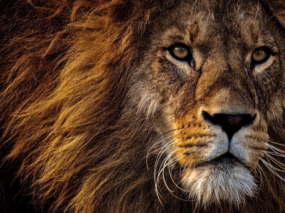 Animals That Can Survive Without Food for a Long Time