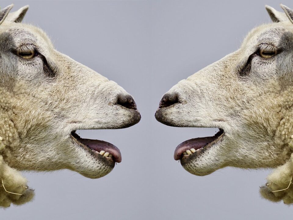 Meat Producing Sheep Breeds