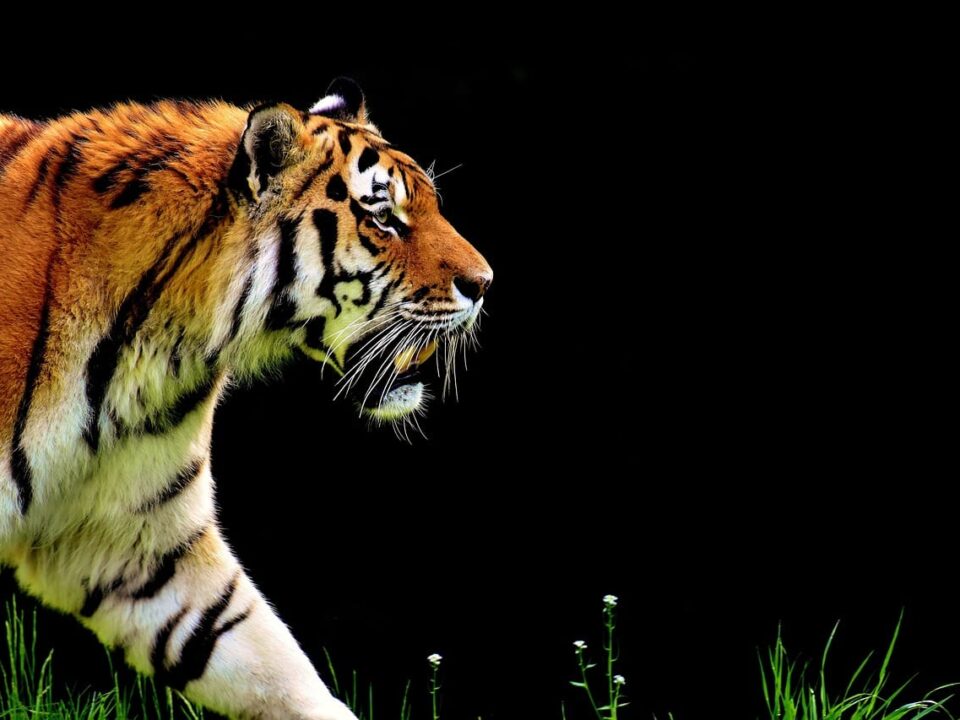 Slowest Animals in the World