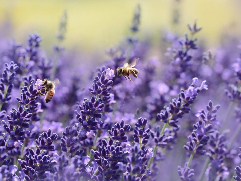 Types of Bees