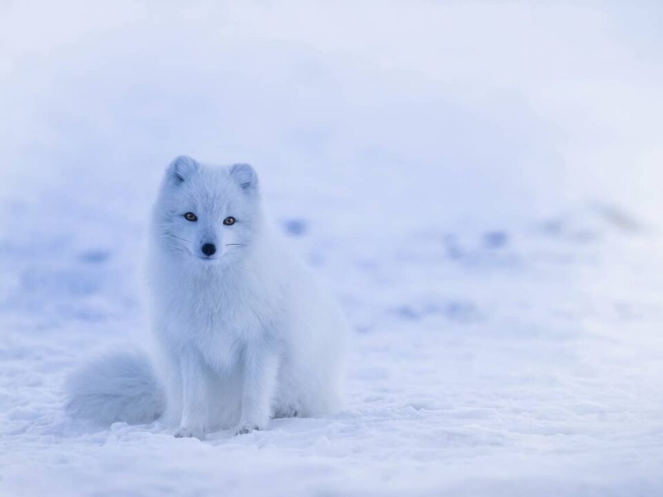 Most Solitary Animals