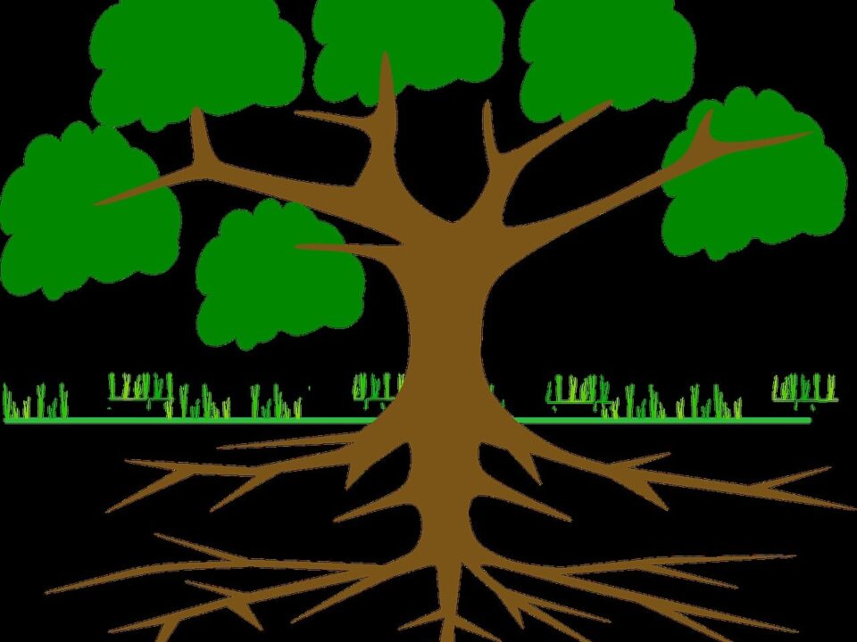Different Types of Roots in Plants