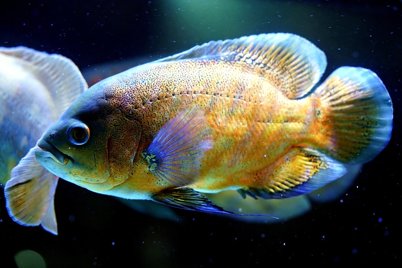 15 Crazy Oscar Fish Names That Will Make You Laugh Out Loud