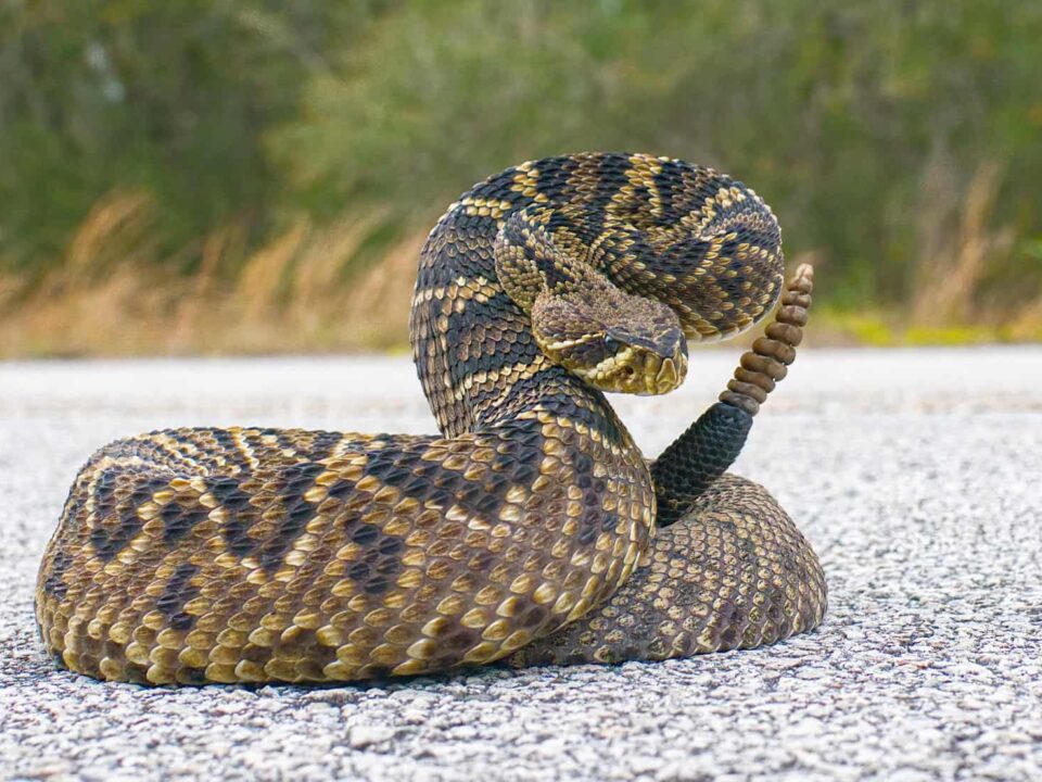 Los 25 Animales Venenosos en Florida: Qué Son, Dónde Viven y Qué Hacer si te Pican